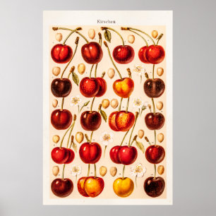 Vintage Cherry Varieties Antique Cherries Fruit Poster