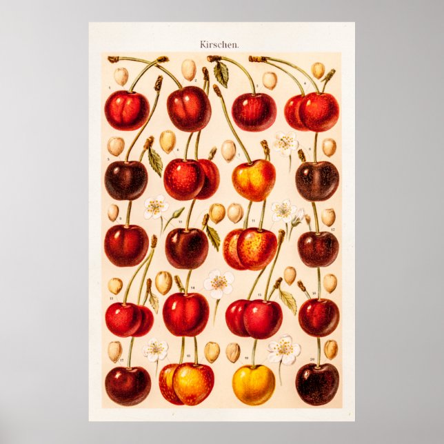 Vintage Cherry Varieties Antique Cherries Fruit Poster (Front)