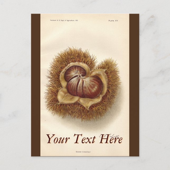 Vintage Chestnut Postcard (Front)