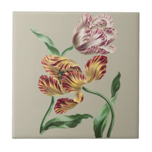 Vintage Chic 18th Century Botanical Tulip Art Tile