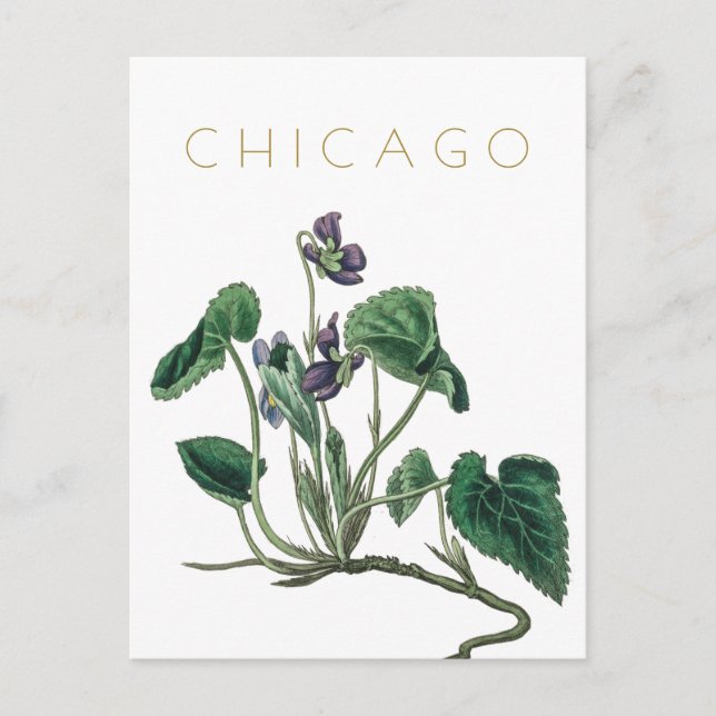 Vintage Chicago flower travel mid century Postcard (Front)