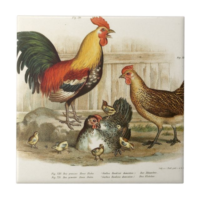 Vintage Chicken family illustration Tile (Front)