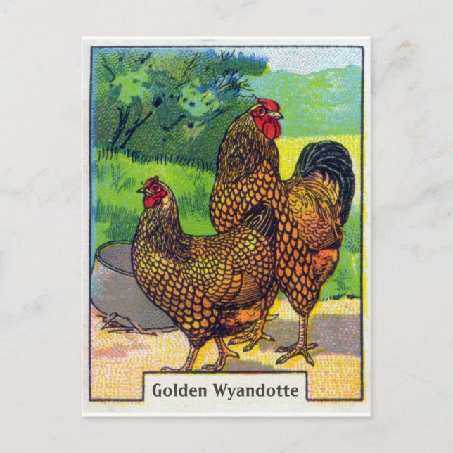 Vintage Chicken Print Postcard (Front)