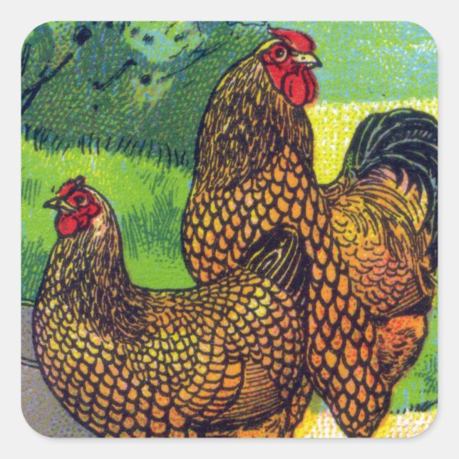 Vintage Chicken Print Square Sticker (Front)