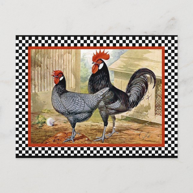 Vintage Chicken Rooster Postcard (Front)