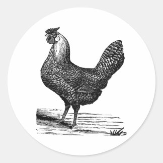 Vintage chicken vector vintage 1900 classic round sticker