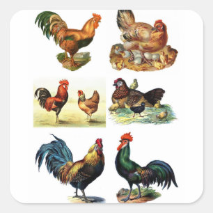 vintage chickens design square sticker