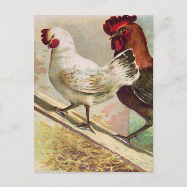 Vintage Chickens From Vintage Easter Postcard (Front)