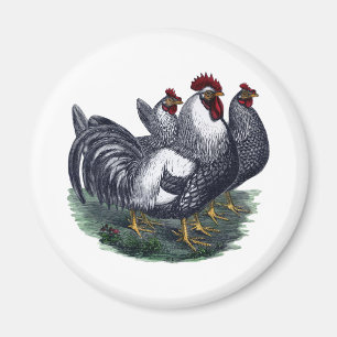 Vintage Chickens Magnet