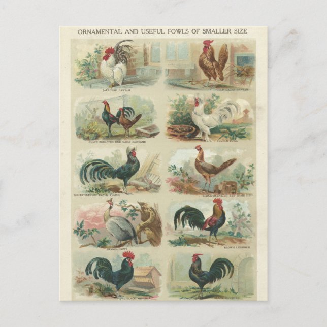 Vintage Chickens -- Ornamental Fowls Postcard (Front)