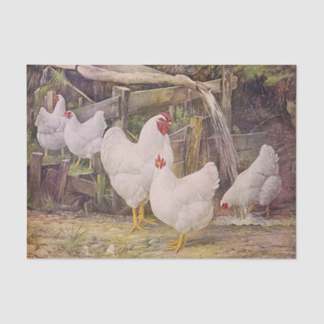 Vintage Chickens party or craft Tissue Paper (Front)