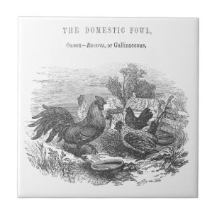 Vintage Chickens Pen and Ink Illustration Tile