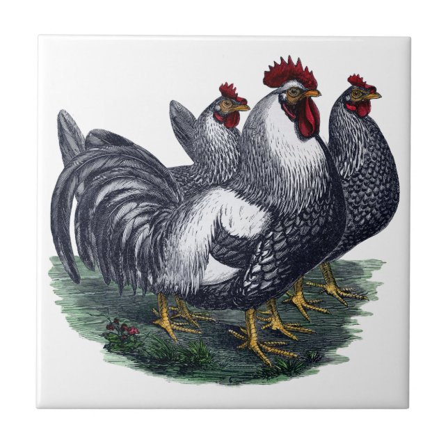 Vintage Chickens Tile (Front)