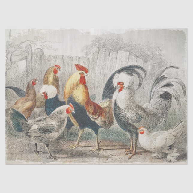 Vintage Chickens Tissue or Decoupage Paper (Front)