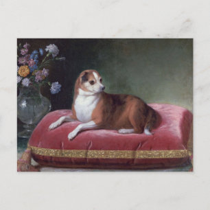 Vintage Chihuahua Portrait Postcard