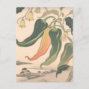 Vintage Chilli Pepper Illustration Postcard