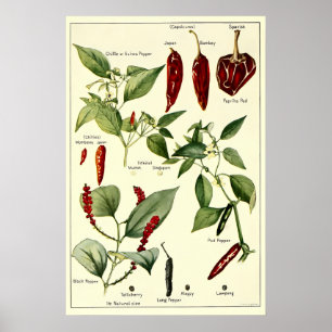 Vintage Chilli Peppers Botanical Illustrations Poster