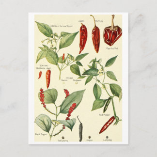 Vintage chillies illustration postcard recipe card