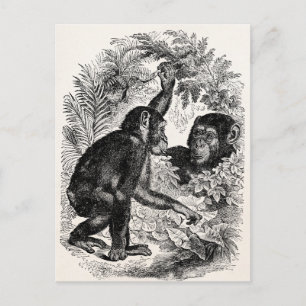 Vintage Chimpanzees 1800s Monkey Chimp Template Postcard
