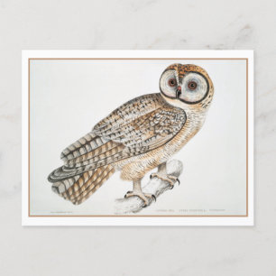 Vintage Chinese Owl Illustration Postcard