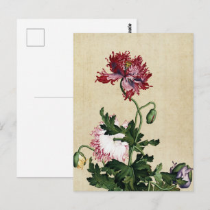 Vintage Chinese Red Poppy Botanical Art Postcard