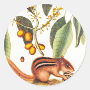 Vintage Chipmunk Illustration Classic Round Sticker