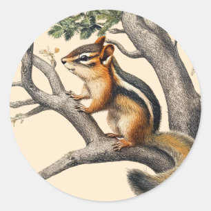 Vintage Chipmunk Sketch for Nature Lovers Classic Round Sticker