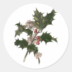 Vintage Christmas, Green Holly Plant with Berries Classic Round Sticker