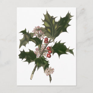 Vintage Christmas, Green Holly Plant with Berries Holiday Postcard