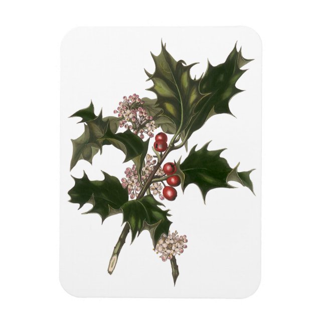 Vintage Christmas, Green Holly Plant with Berries Magnet (Vertical)