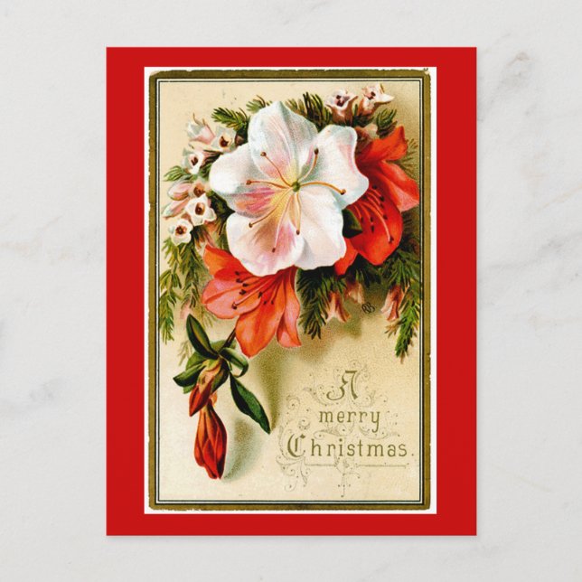 Vintage Christmas Lilly Holiday Postcard (Front)