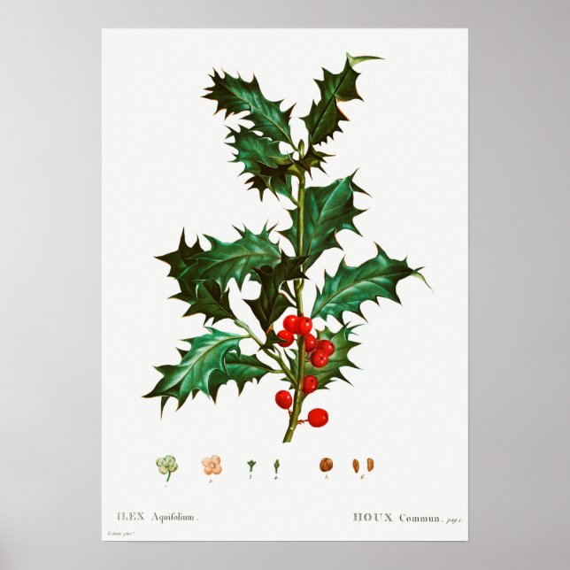 Vintage Christmas Mistletoe Poster (Front)