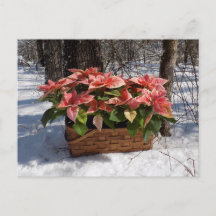 Vintage Christmas Poinsettias