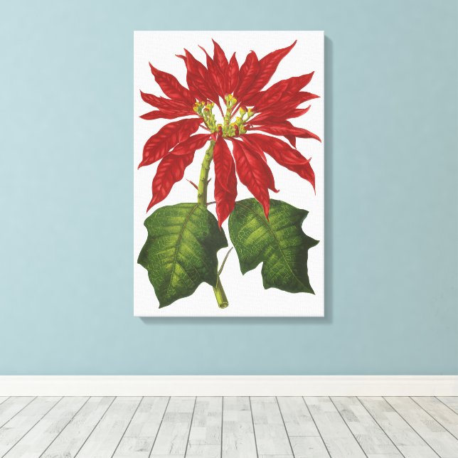Vintage Christmas, Red Poinsettia Winter Plant Canvas Print (Insitu(Wood Floor))