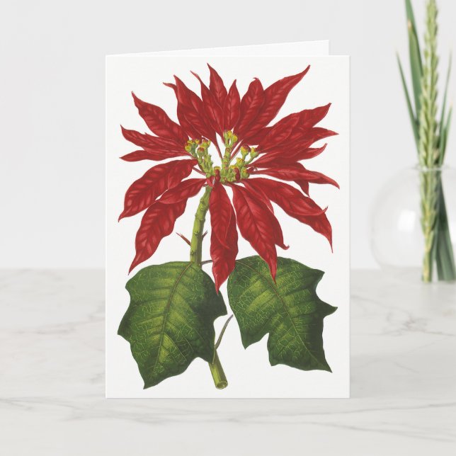 Vintage Christmas, Red Poinsettia Winter Plant Holiday Card (Front)