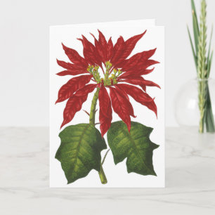 Vintage Christmas, Red Poinsettia Winter Plant Holiday Card