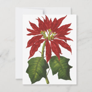 Vintage Christmas, Red Poinsettia Winter Plant Holiday Card