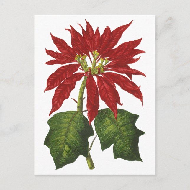 Vintage Christmas, Red Poinsettia Winter Plant Holiday Postcard (Front)