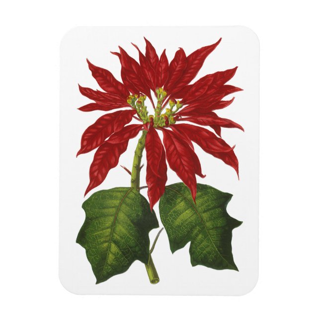 Vintage Christmas, Red Poinsettia Winter Plant Magnet (Vertical)