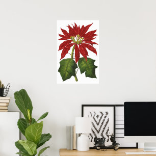 Vintage Christmas, Red Poinsettia Winter Plant Poster