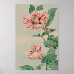 VINTAGE CHRYSANTHEMUM BOTANICAL FLOWER POSTER