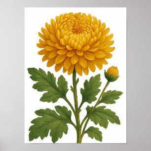 Vintage Chrysanthemum Poster