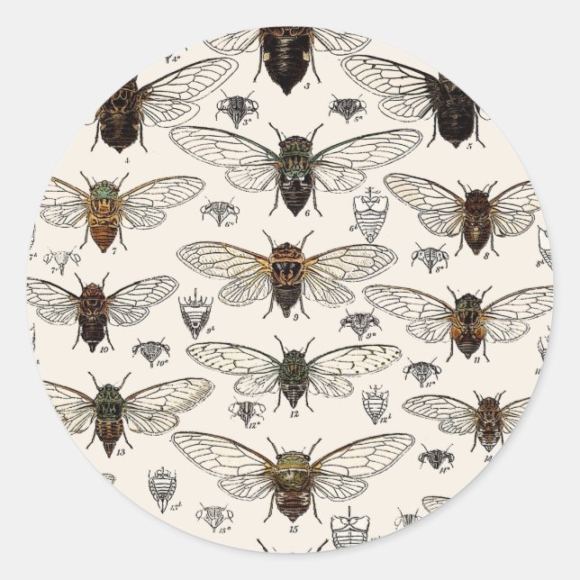 Vintage Cicadas Illustration Classic Round Sticker (Front)