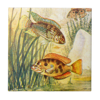 Vintage Cichlid Fish Tile