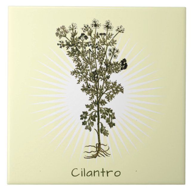 Vintage Cilantro Herb Botanical Art Ceramic Tile (Front)