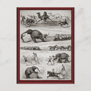 Vintage Circus animals and penny farthings Postcard
