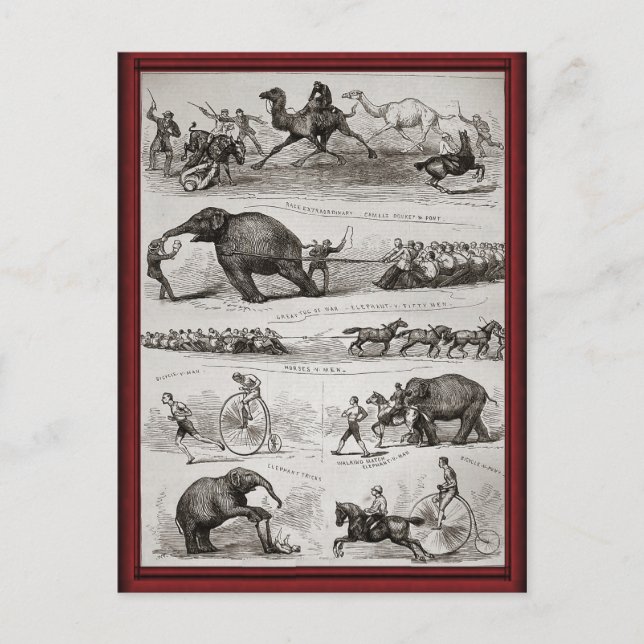 Vintage Circus animals and penny farthings Postcard (Front)