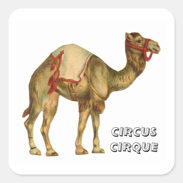 Vintage circus performing camel square sticker (Front)