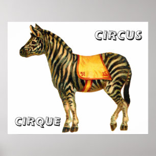 Vintage circus performing zebra poster