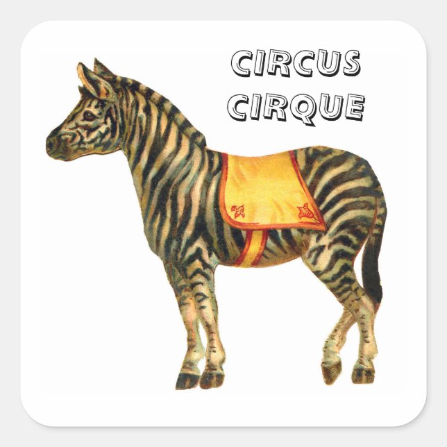 Vintage circus performing zebra square sticker (Front)